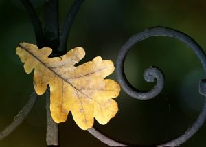 a leaf's tale
