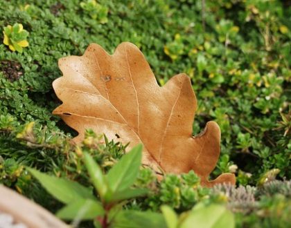 a leaf's tale