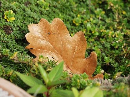 a leaf's tale