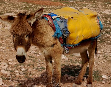 the boy who sold his father's mule for a book