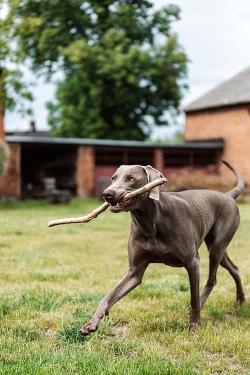 is it permissible to keep a dog as a pet?