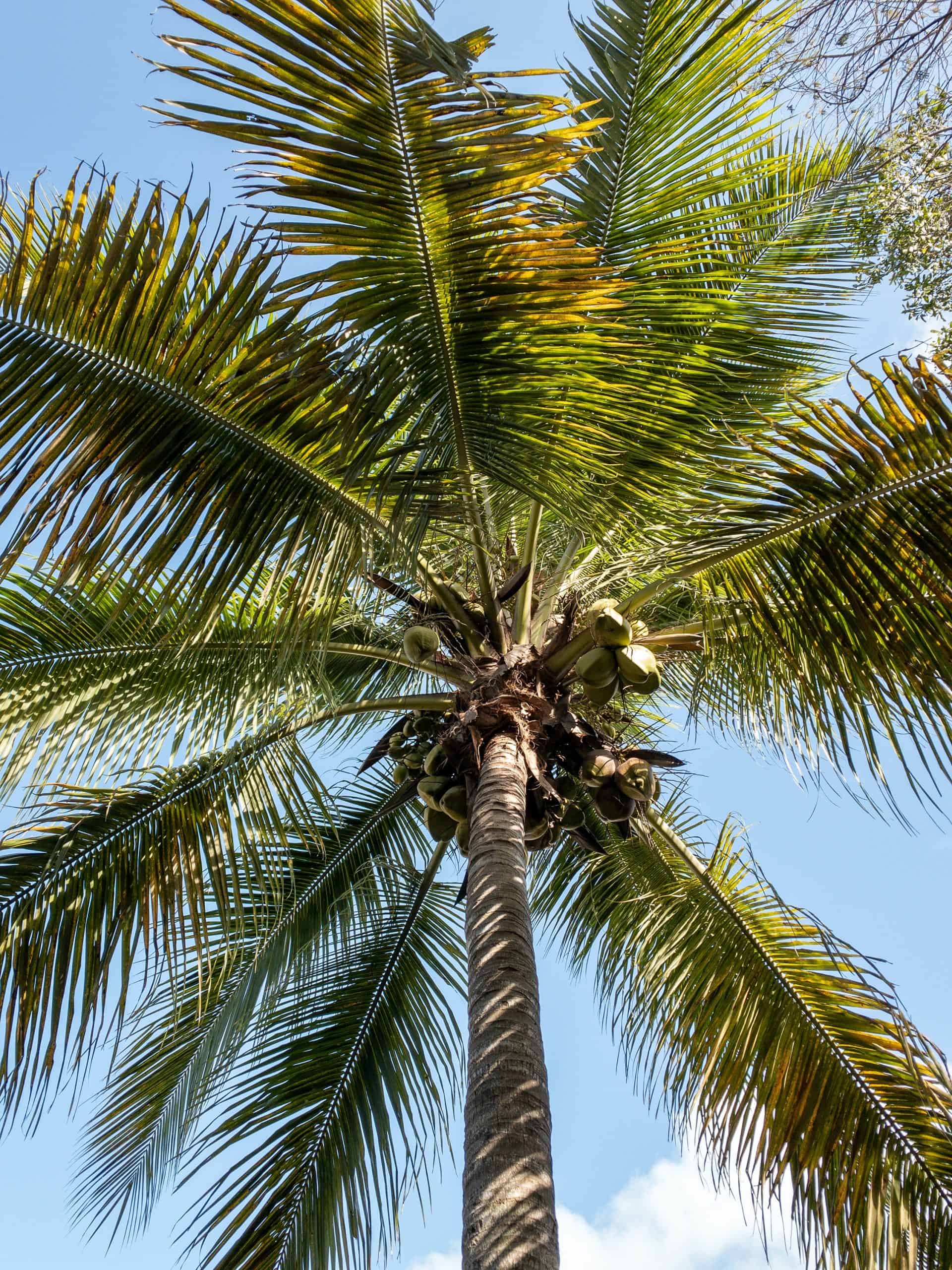 Why is a believer like a palm tree? - Utrujj