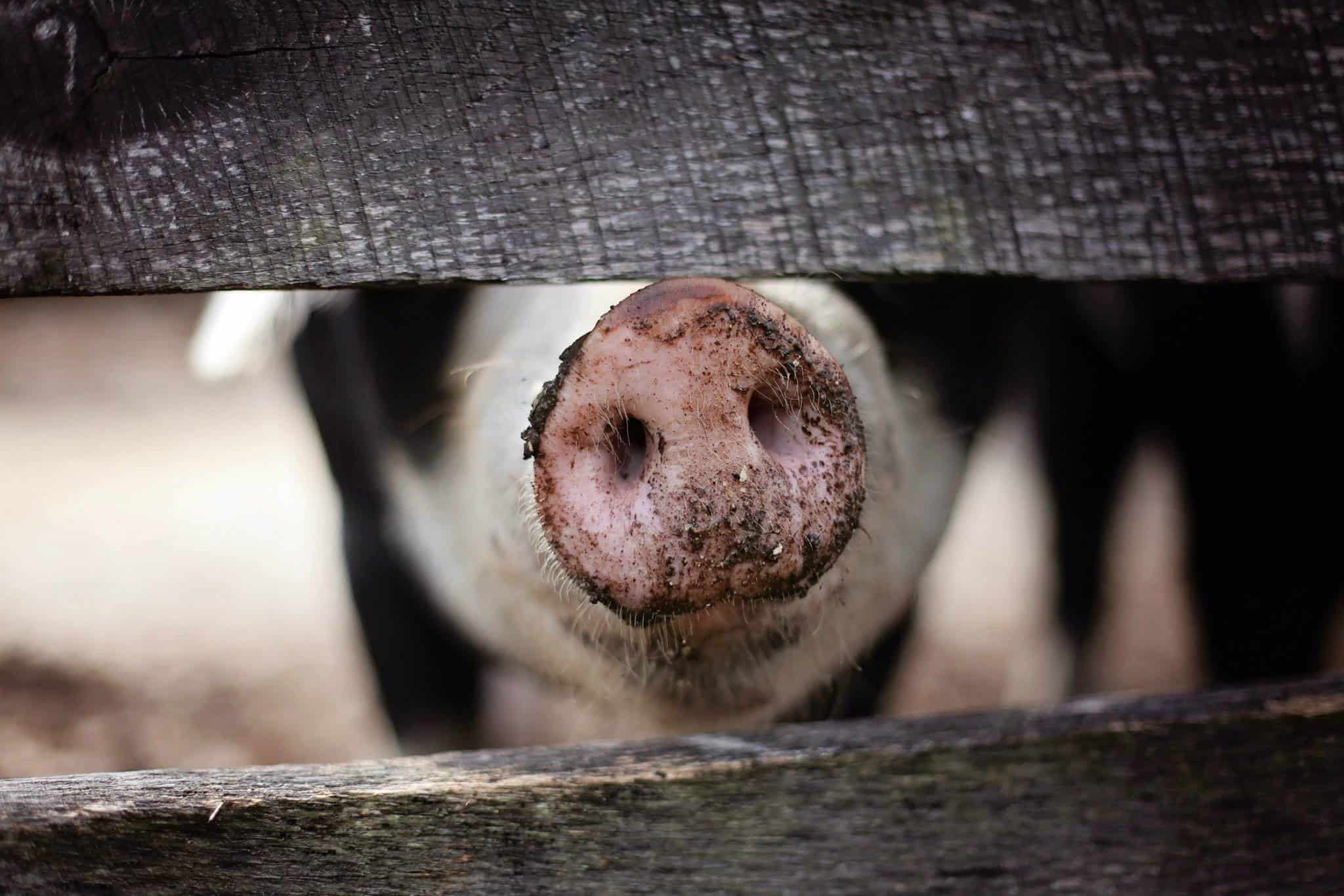 why don't muslims eat pork
